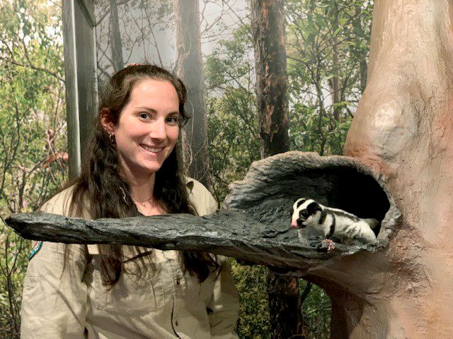 Photo of a ranger with a new hollow which has been designed to meet Beetlejuice's (movement-impaired striped possum) needs at Walkabout Creek Discovery Centre which is one of the only places to see striped possums outside of their natural habitat.