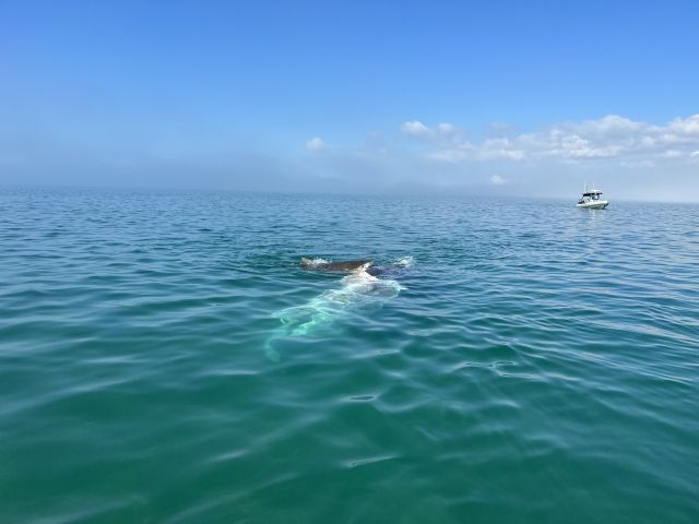 Whale remains creates a life source for many other scavenging animals including sharks.