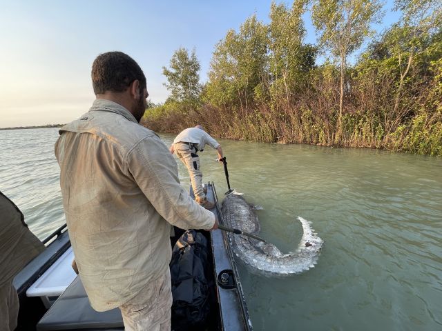 Wildlife officers used a metal detector to search the carcass for bullets.