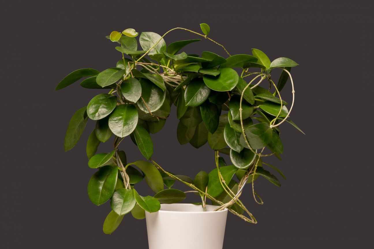 Wax plant in white pot isolated on grey background. 