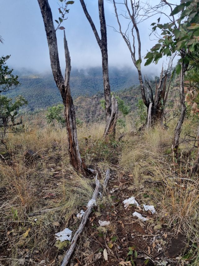 Photo of toilet paper left in a bushland area.