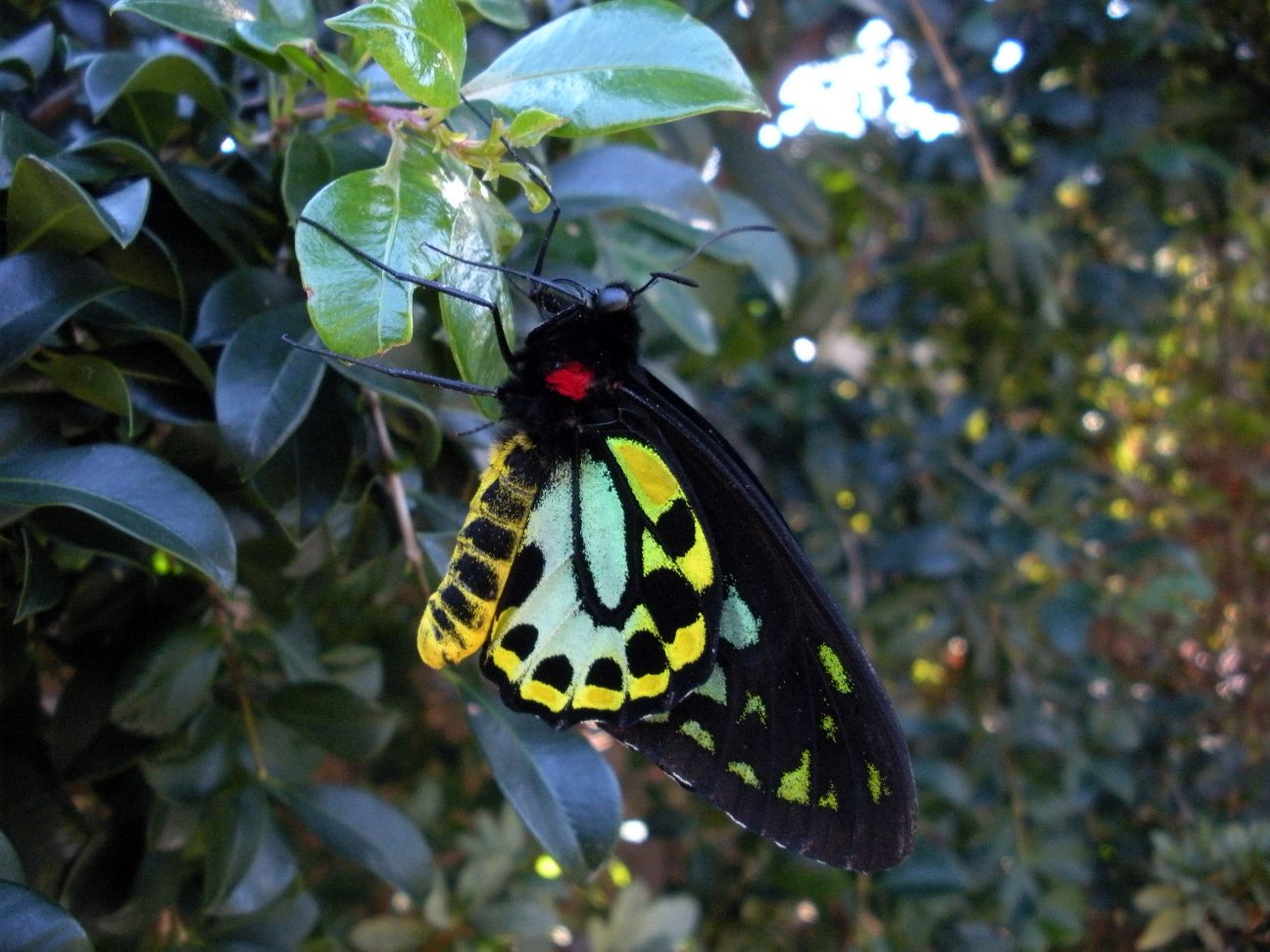 A black, yellow, and red Richmond birdwing butterfly clinging to a green leaf.
