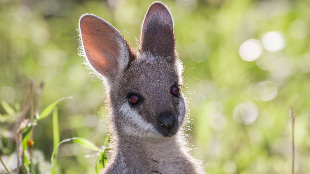 Close-up of a whiptail wallaby with large ears and soft fur, against a blurred green background.
