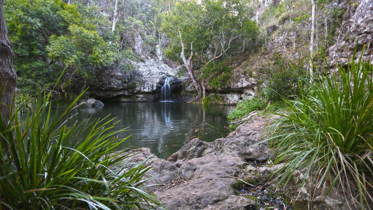 A natural watering hole surrounded by lush greenery. There is a small waterfall visible at the back of the watering hole.