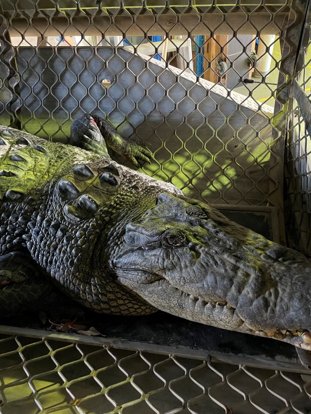 Image of a Mowbray River icon crocodile close up.