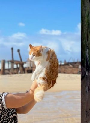 Ginger and white cat.