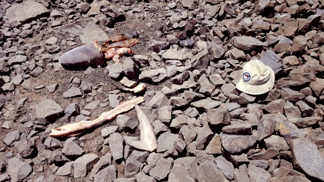 Photo of discarded fish frames and bait on the ground near the water which can attract crocodiles.