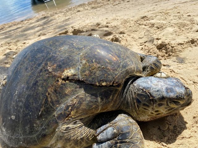 A closeup photo of a large turtle with a damaged shell on a beach.