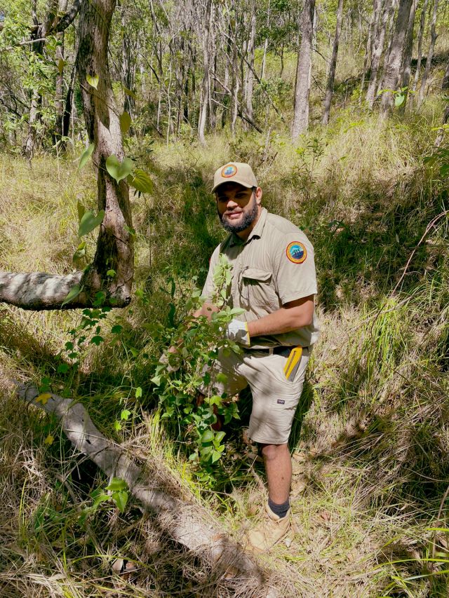 Photo of Ranger Hayden on Yunbenun (Magnetic Island), carrying out weed management on Yunbenun (Magnetic Island).