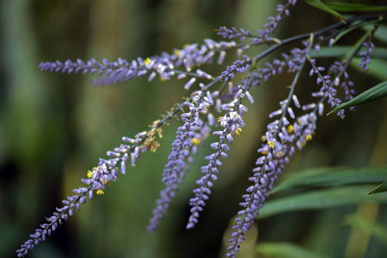 Cordyline stricta with green leaves in bloom with white flowers in the garden 