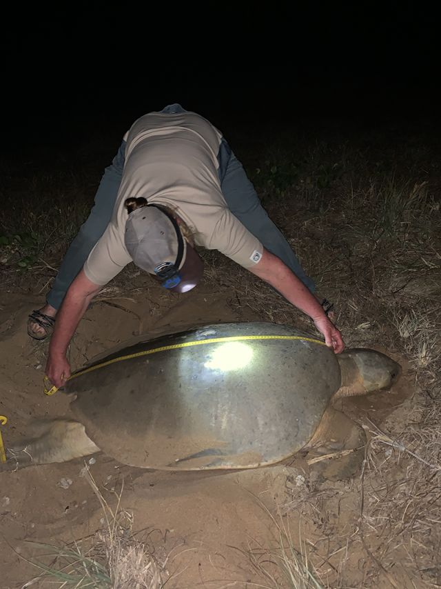Flatback turtle being measured with a measuring tape