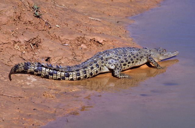An estuarine crocodile entering the water from a muddy bank.