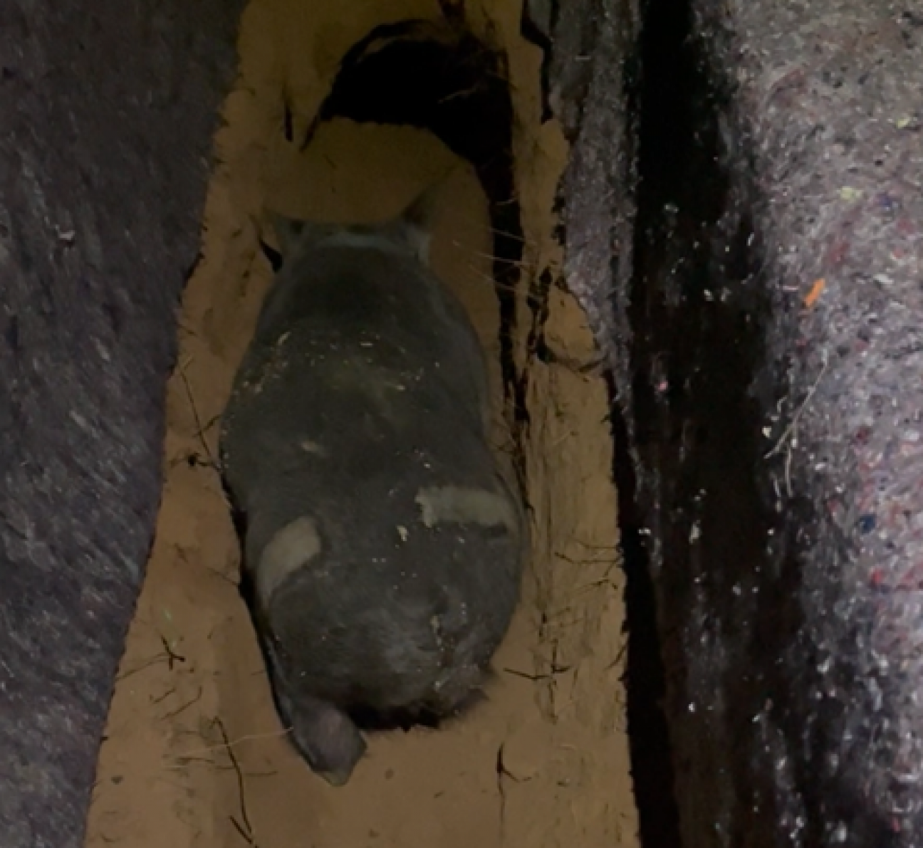 Photo showing northern hairy-nosed wombat entering a burrow from an aerial angle