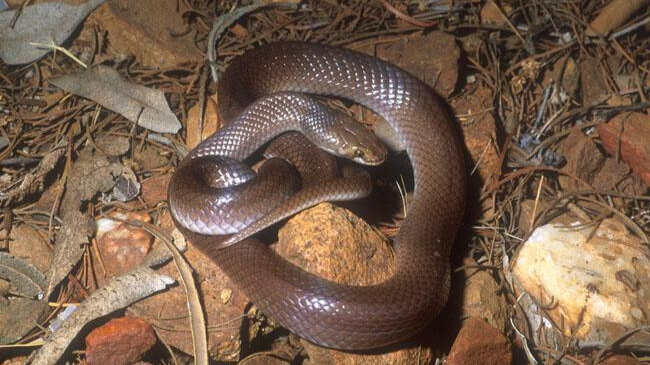 A Myall snake, small and shiny with light brown scales, coiled on dry leaves and rocky ground.