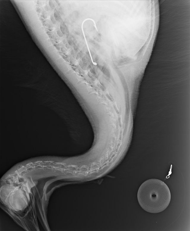 X-ray of cassowary with fishing hook