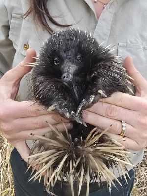 Close up of Echidna