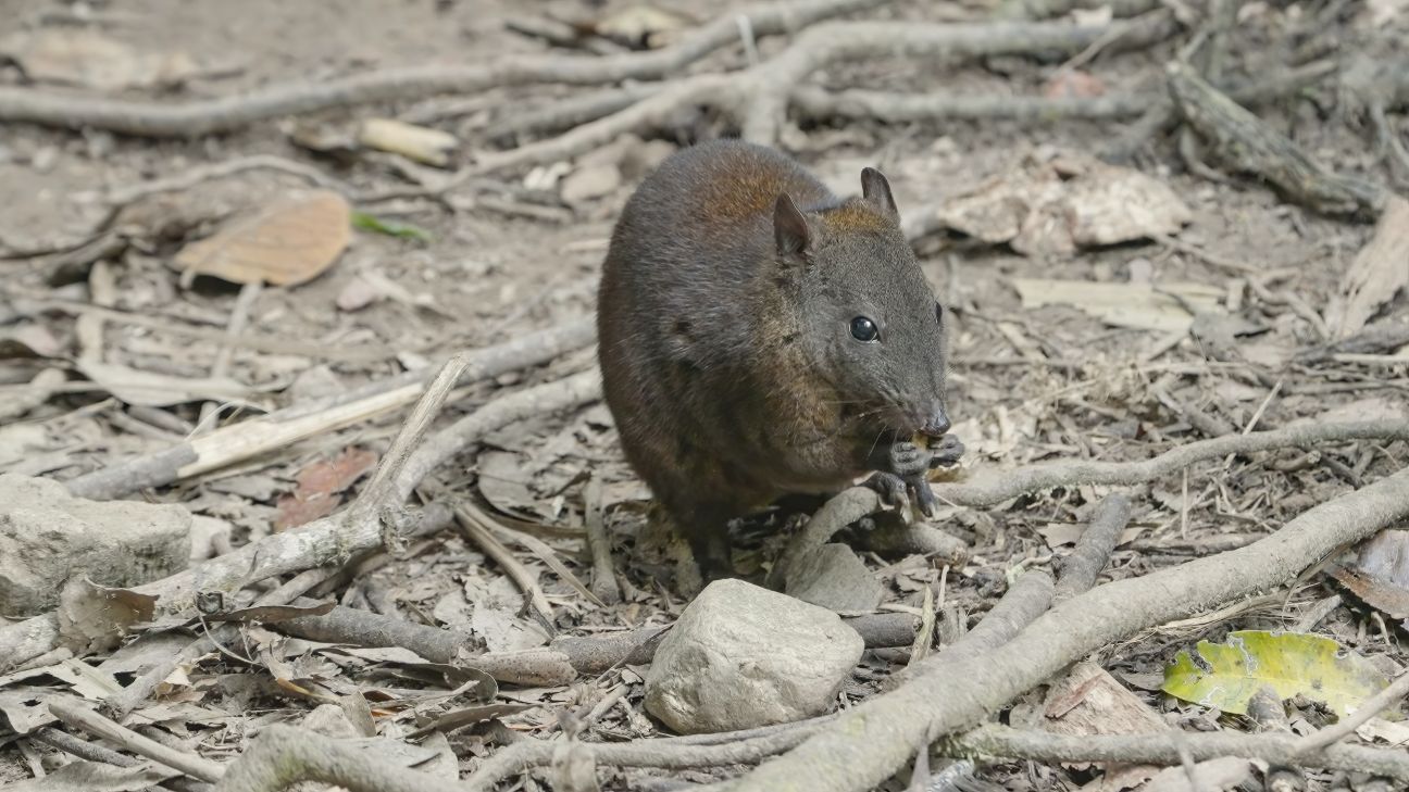 A small, dark brown musky rat-kangaroo sits amidst dry leaves and twisted branches on the forest floor, nibbling on a piece of food.