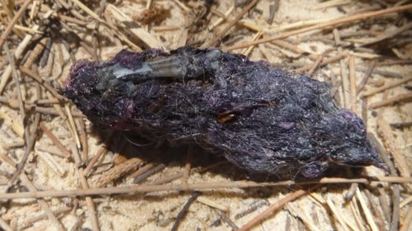 A hairy piece of scat with visible fragments of bone resting on a sandy floor.