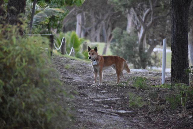 Image of a dingo wearing a new camera collar in the orchid beach region.