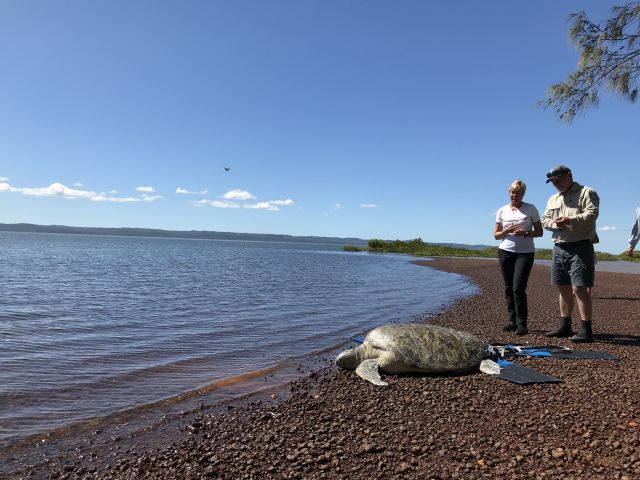 Photo of released turtle who after a moment of hesitation, the recovered turtle made her way back out to the Great Sandy