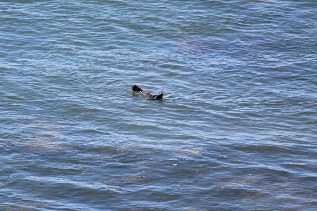 Seals have been sighted off the Gold and Sunshine Coasts.