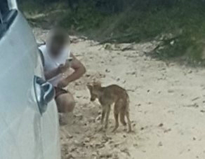 Photo of a man allegedly feeding the wongari in full view of other people.
