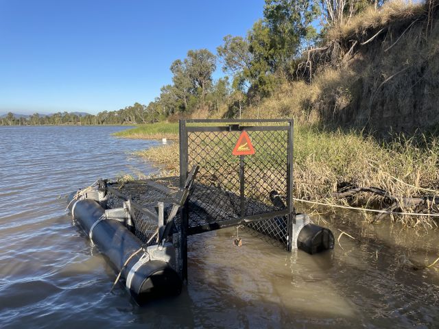The floating trap has been set in the Pink Lily region.