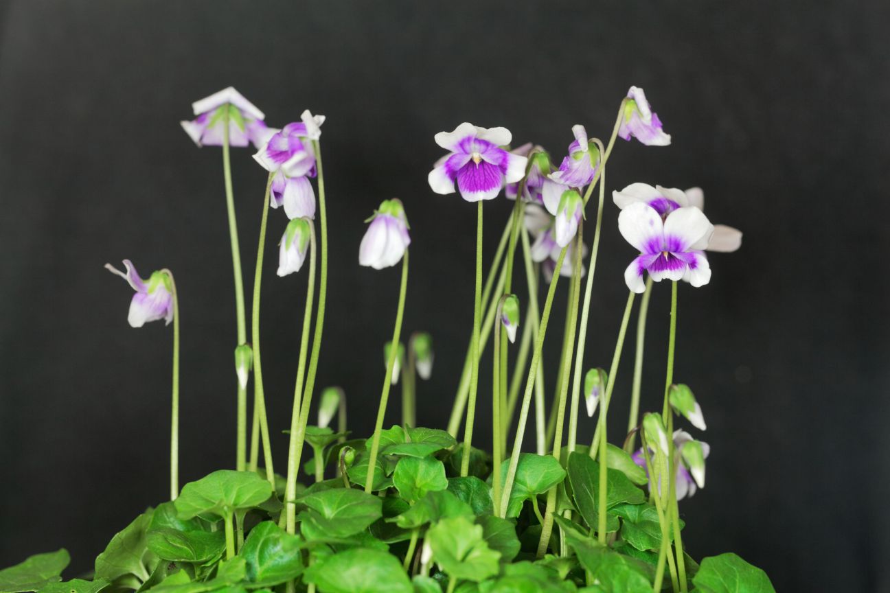 Flower of the violet Viola hederacea from Australia. 