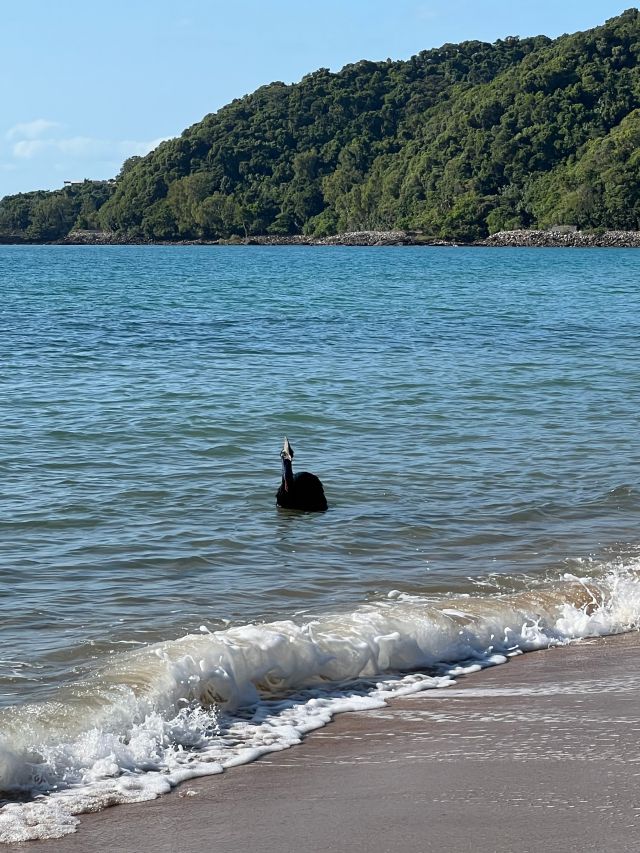 Cassowaries can swim, usually to avoid predators