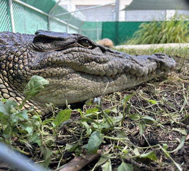 Crocodile
