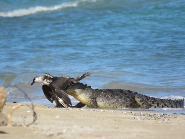 Crocodile eating a bird