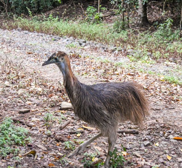 Photo of the healthy juvenile which weighed around 28kg when released.