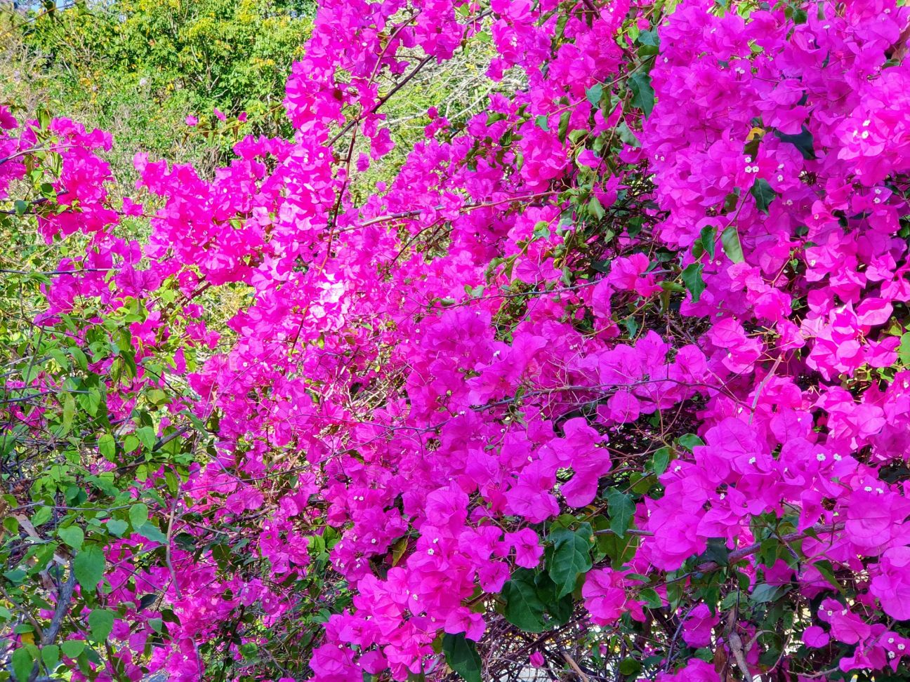 Photo of deep pink-purple papery flower blooms of a bougainvillea plant, with green leaves in the background.
