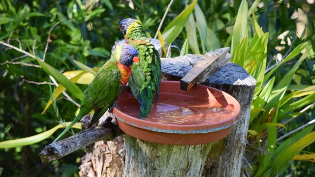 Two Australian Rainbow Lorikeets bathing and preening in a garden bird bath.