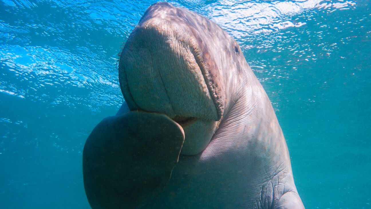 A large, gentle dugong swims underwater in clear, blue water. Its round face and textured skin are visible.