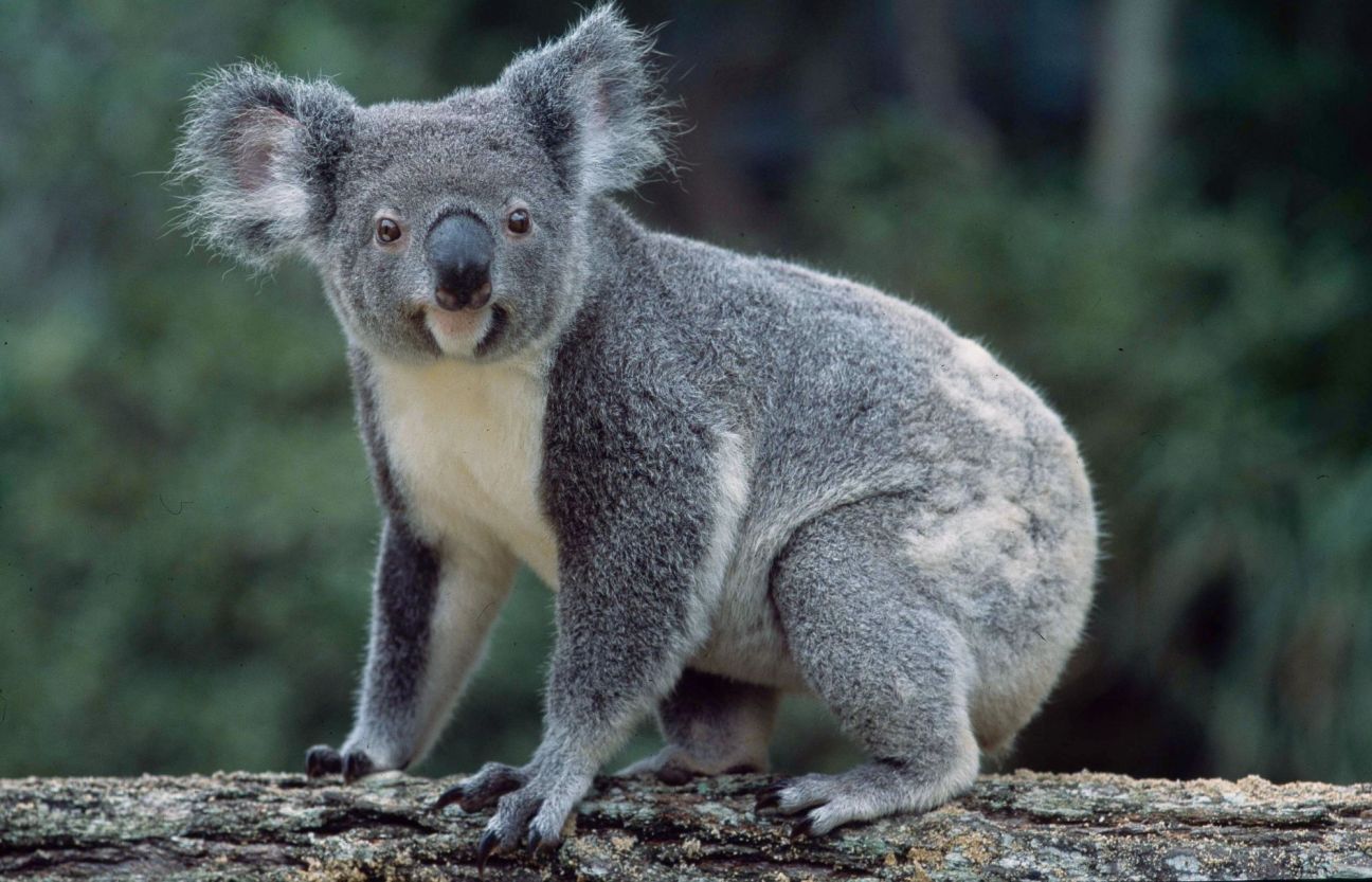 A koala with grey fur and a white chest stands on a tree branch, facing the camera, with a softly blurred forest background behind it.