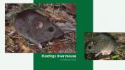 Image of the Hastings River Mouse
