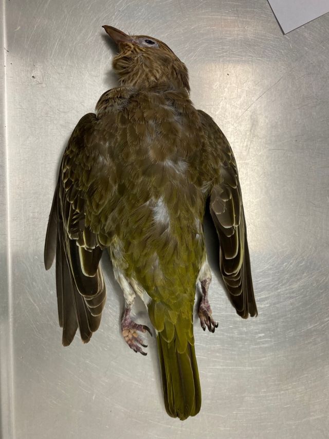 Photo of a dead bowerbird. It is their breeding season so we're asking people to stop using snail bait for a few months.