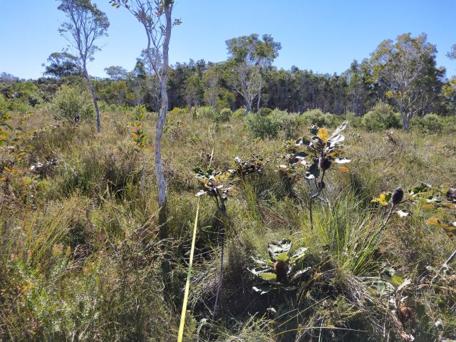 The site at Mt Coolum will be restored to help conserve the population of ground parrots.