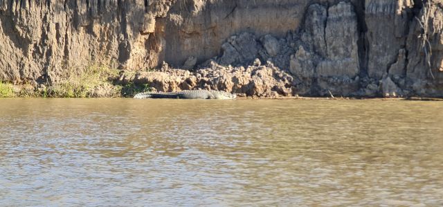The crocodile is estimated to be 4m and is being targeted for removal from the wild.