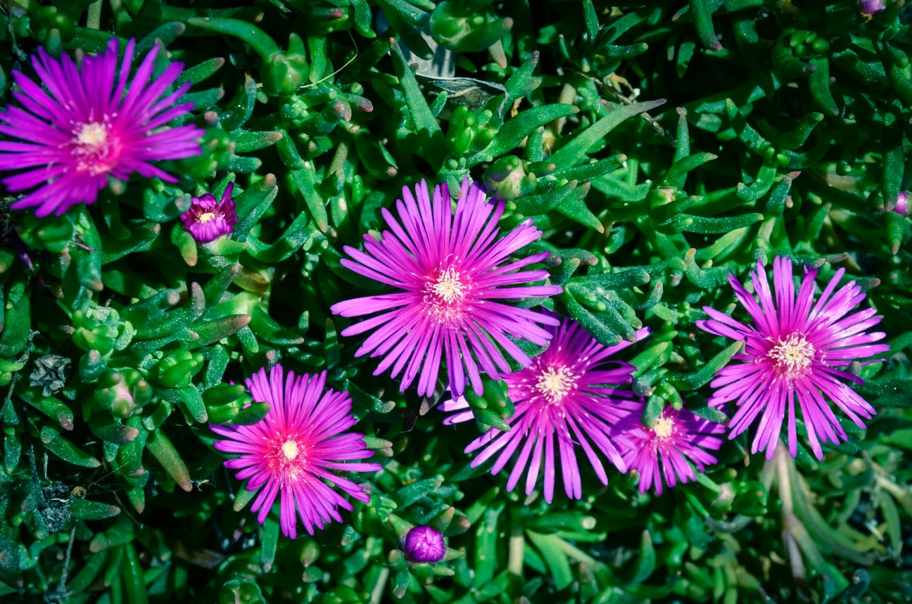 A blooming bush of Karkalla with succulent leaves and deep purple flowers in a backyard garden. 