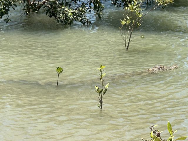 Crocodile hanging around a boat ramp