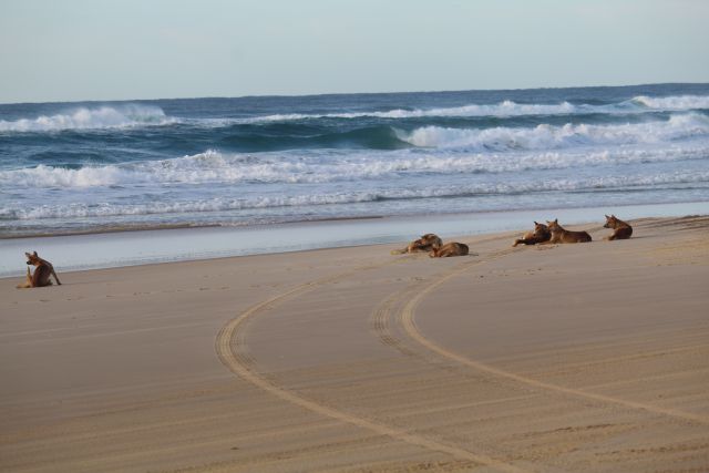 Dingoes can be seen anywhere on K'gari, and people are advised to be dingo safe at all times.