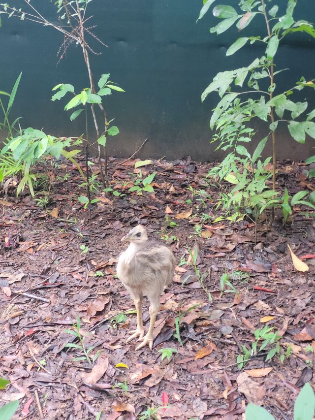 Photo of the stripey which weighed around 1kg when taken into care.