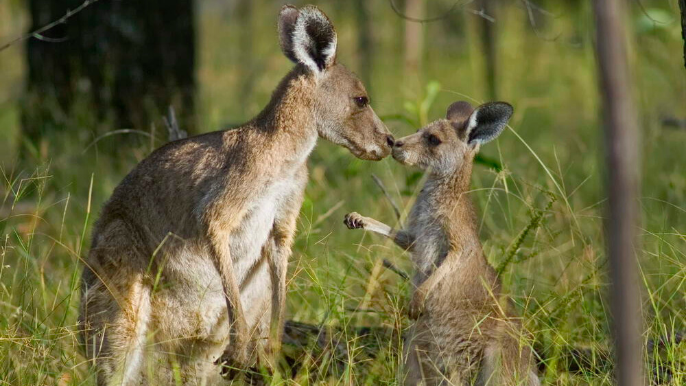 Adult kangaroo and joey touching noses in a grassy woodland setting.