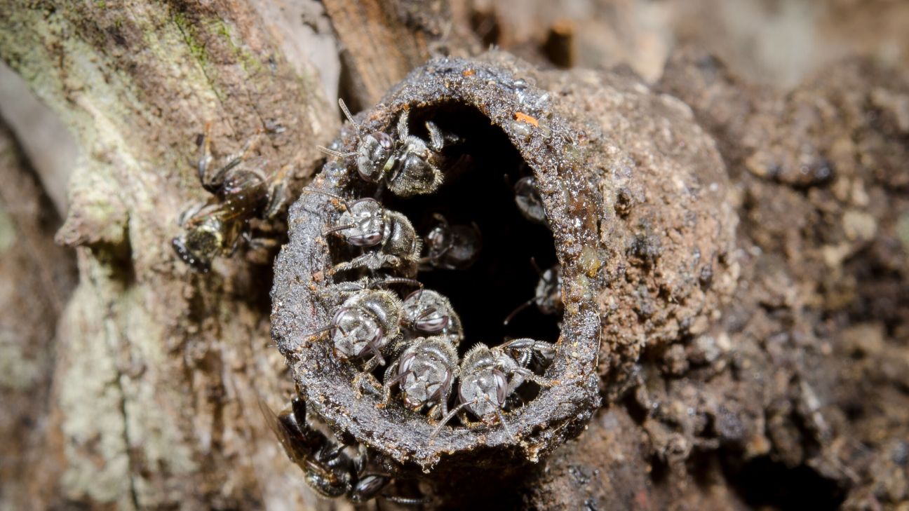 A hollow brown branch full of small brown bees.
