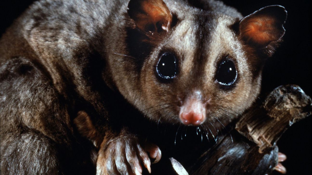 Close-up of a mahogany glider with large, shiny eyes and a pink nose, gripping a branch.