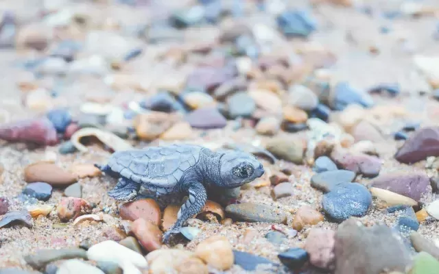 Closeup photo of a baby turtle crawling across pebbled beach