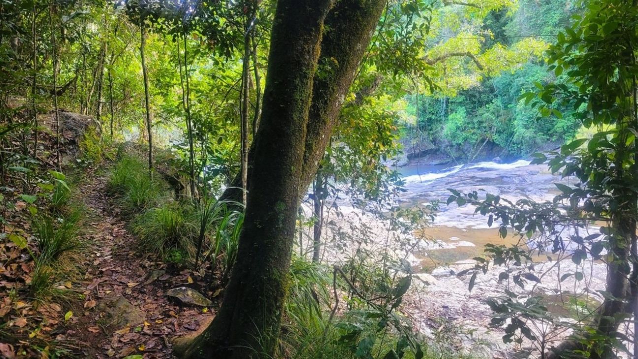 A leaf-laden rainforest track alongside a shallow rocky river.