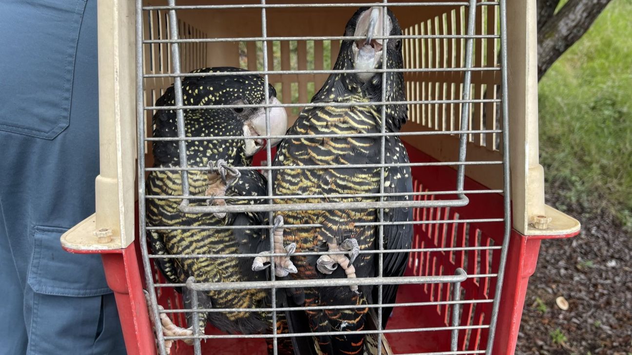 Two black cockatoos with yellow markings sit inside a red and beige animal transport crate, viewed through the metal door grille.
